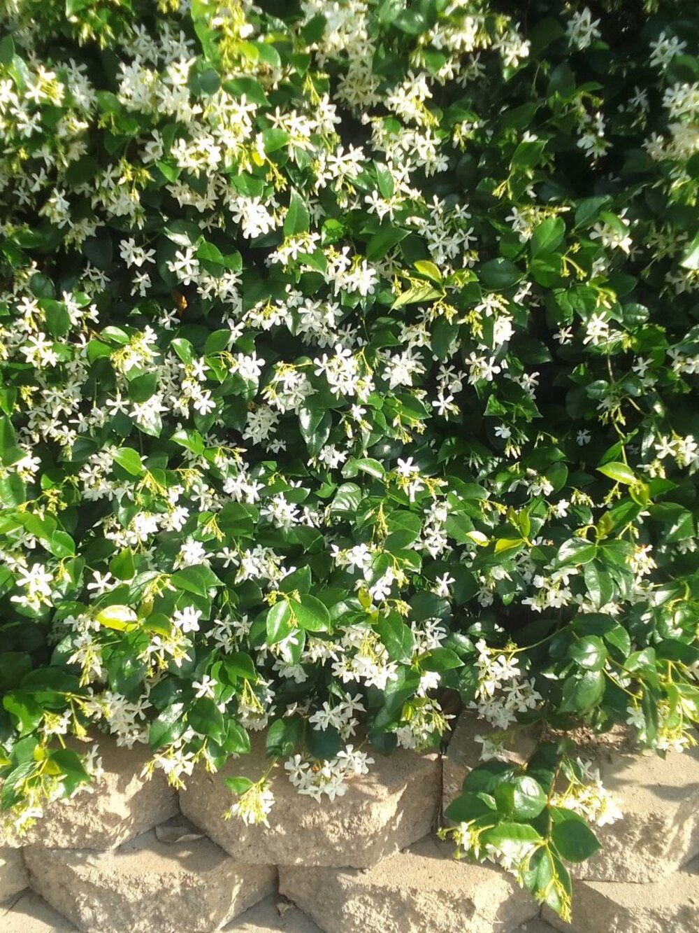 SPRING! Contact us for the best offer if you're interested NWT